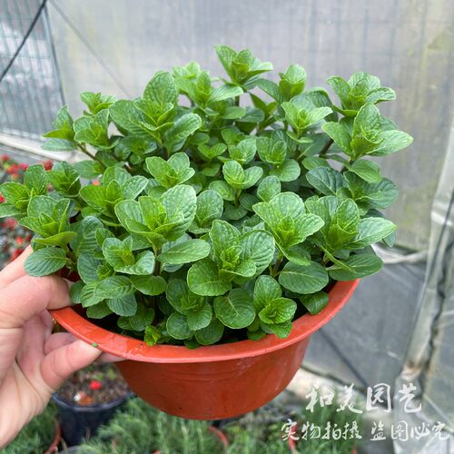 薄荷庭院阳台净化空气多年生常绿