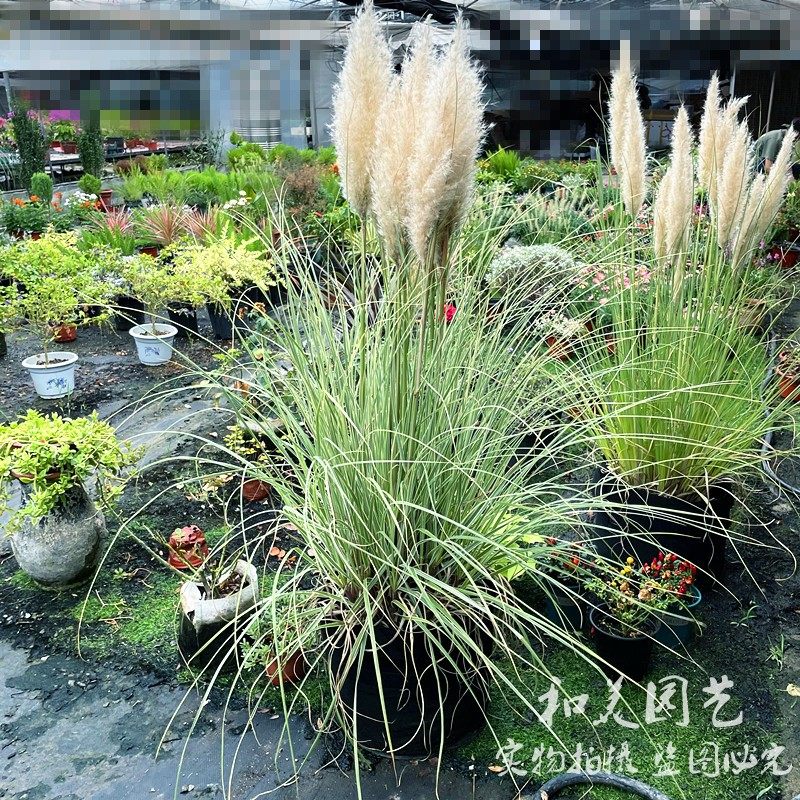 矮蒲苇盆栽 白色彭巴斯 芦苇花 多年生庭院造景中大型观赏草 包邮