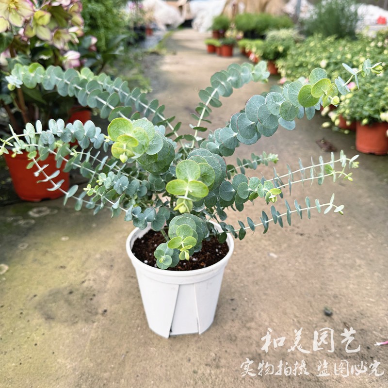 尤加利银叶观叶植物露台庭院