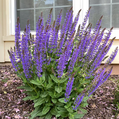 耐热宿根春夏秋鼠尾草植物