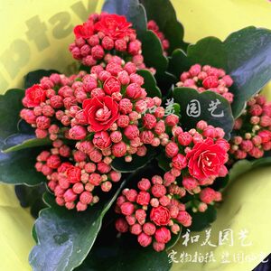 长寿花盆栽重瓣花价格 长寿花盆栽重瓣花图片 星期三