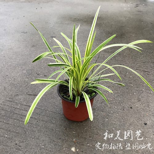 金边麦冬兰大花六道木 红花继木 大叶吴风草 多年生地被植物 - 封面