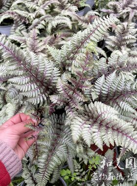 画蕨庭院美观耐阴彩色蕨类植物