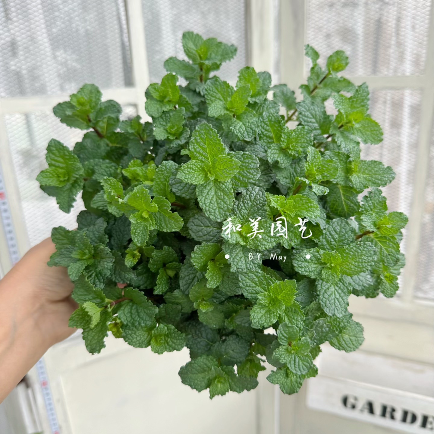 皱叶留兰香薄荷 柠檬香蜂草 猫薄荷 巧克力薄荷 食用香草 包邮