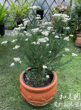 澳洲米花树多年生常绿灌木花卉
