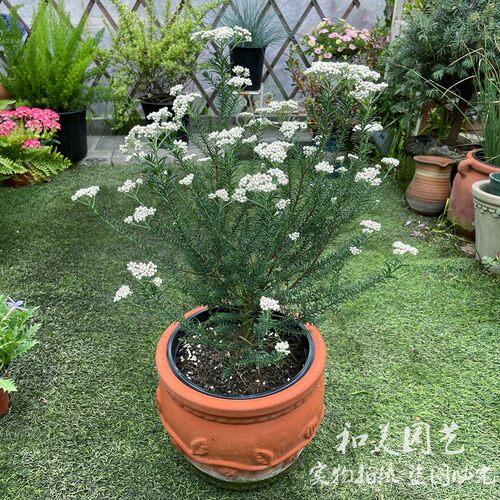 澳洲米花树多年生常绿灌木花卉