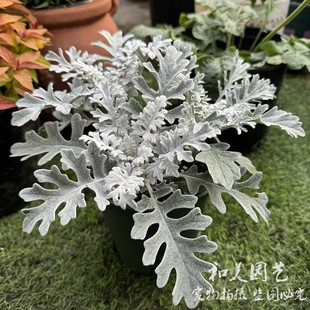 耐寒银叶菊盆栽 耐寒银色观叶植物 冬季露天组盆花镜调色