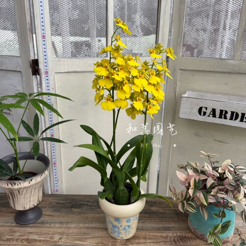 年宵花卉 跳舞兰带花发 蜜糖文心兰 满天星文心兰 室内高档兰花
