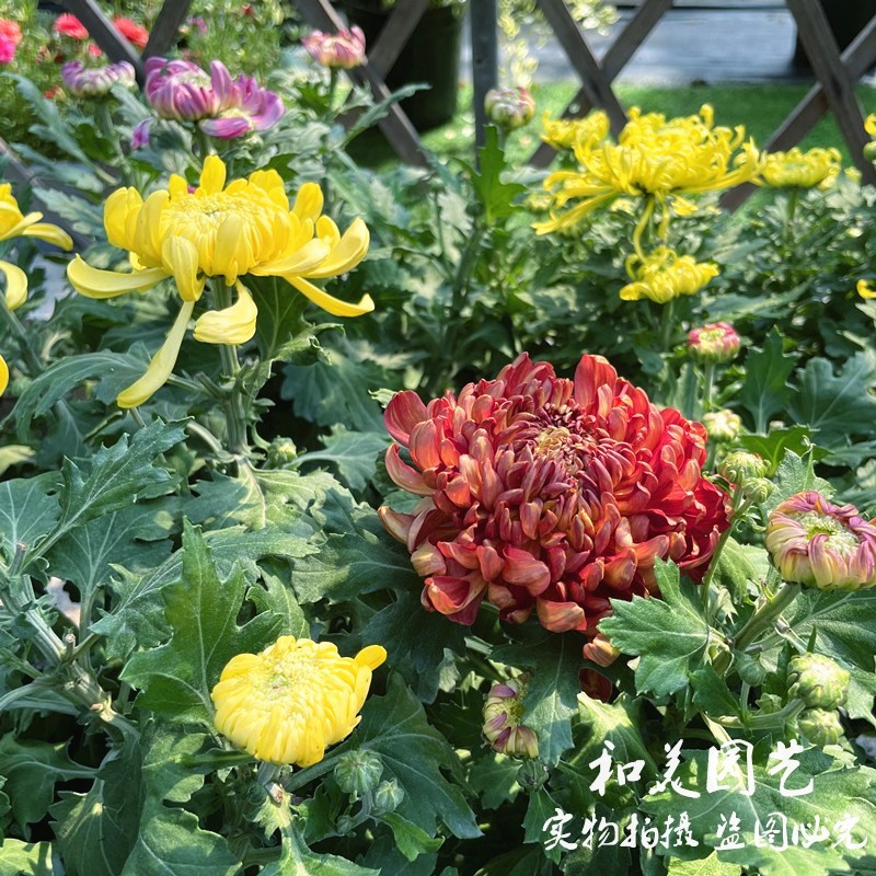 大花拉丝菊盆栽带花发 国华菊 大花龙爪菊 耐寒多年生宿根花卉