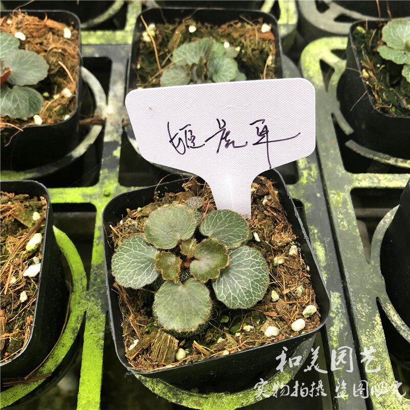 姬虎耳草 微型植物 假山草 日本迷你姬虎耳 微盆景七变化包邮
