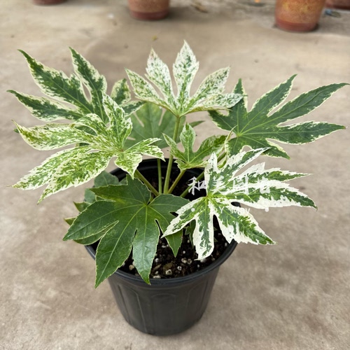 新品花叶八角金盘熊掌盆栽