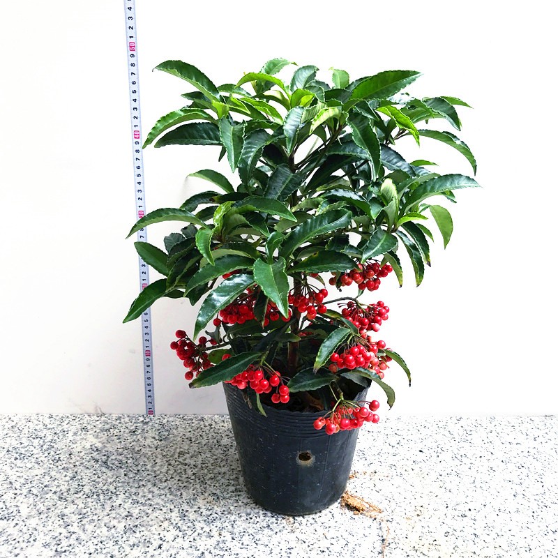 富贵盆栽金玉满堂观果植物