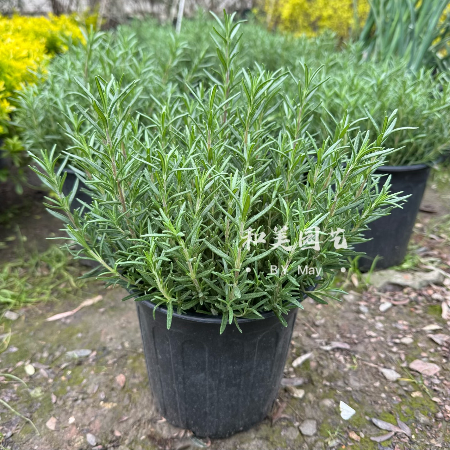 迷迭香盆栽 可食用香草基地直发  匍匐迷迭香 耐寒易养香草 包邮