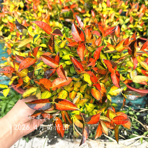 黄金多年耐热耐寒皮实观叶植物