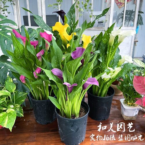 马蹄莲根球类室内阳台秋春