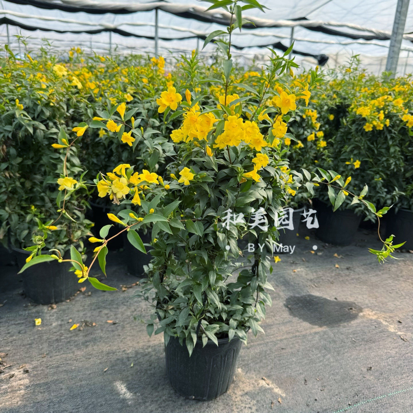 爬藤植物 芳香花卉 法国香水花盆栽花香浓郁 耐寒攀爬茉莉包邮