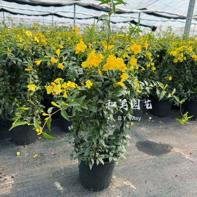 芳香花卉法国茉莉攀爬植物包邮