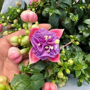 倒挂金钟盆栽 吊钟海棠 藤本灯笼花 耐半阴花卉 花期长 包邮