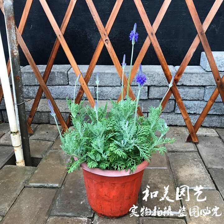 北海道芳香熏衣草盆栽 阳台普罗旺斯薰衣草 花叶米修罗芳香香草