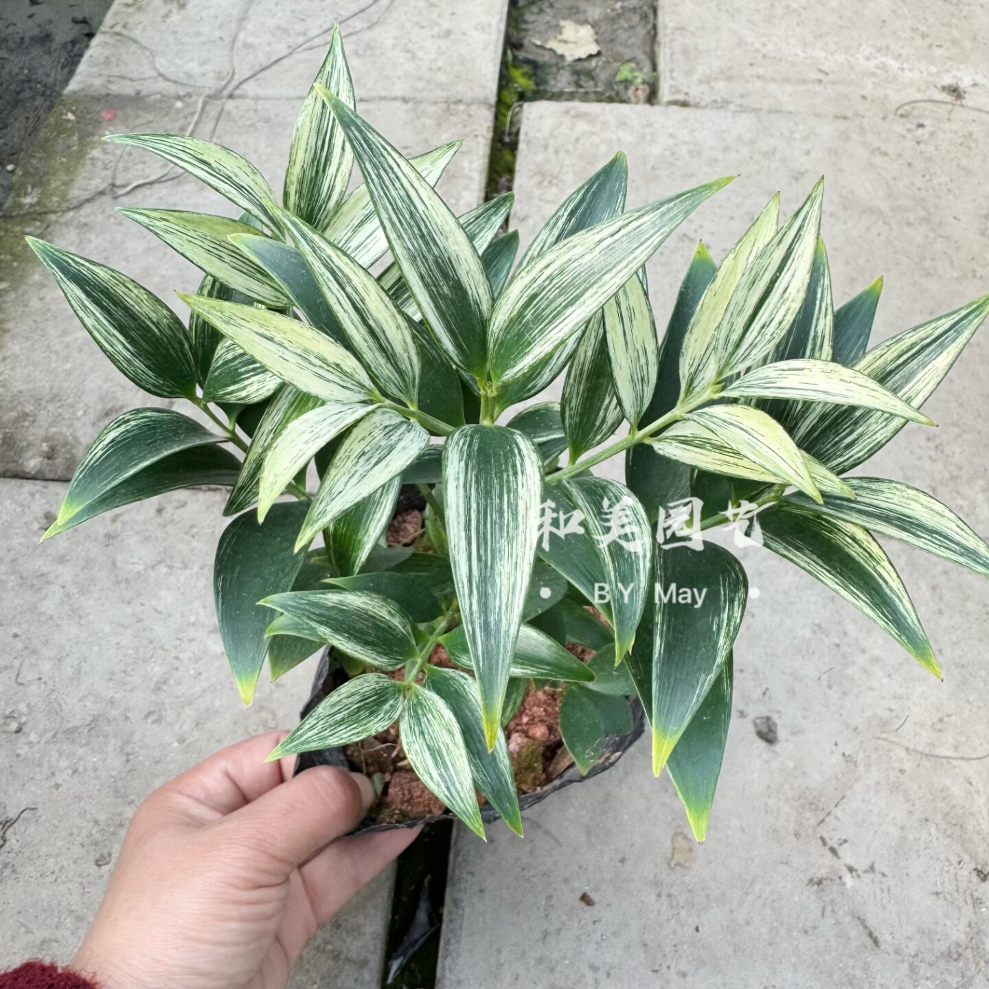 白锦竹柏 熊猫竹 姬翠竹 花叶姬竹小米竹 小竹子盆景 日系平安竹
