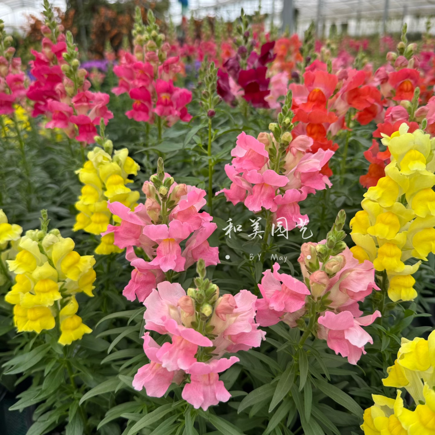 和美园艺 耐寒金鱼草盆栽带花发 室外艳丽花镜花卉 花期较长