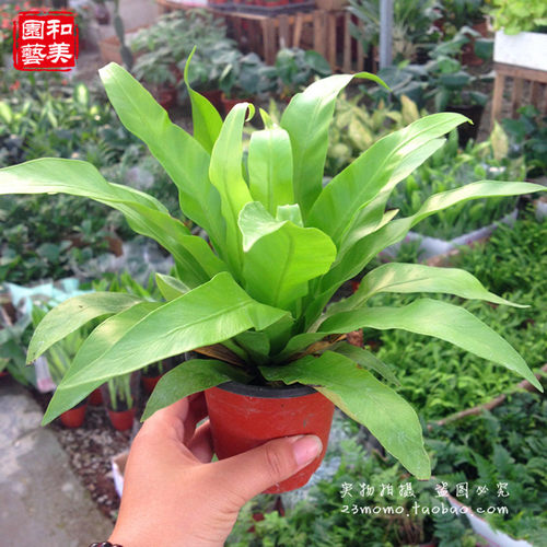 鸟巢厥维纳斯鸟巢蕨