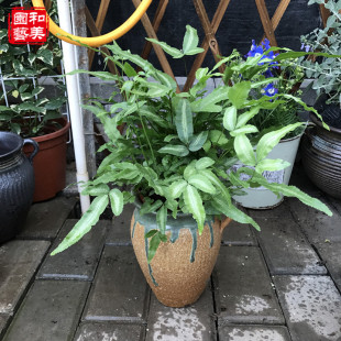 阿波银线蕨 凤尾蕨 组合盆栽点缀蕨类植物 耐阴植物 易养