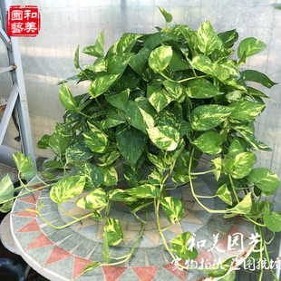 稀有观叶绿箩 黄金葛水培花叶绿萝 黄金花叶绿萝盆栽 绿萝绿植
