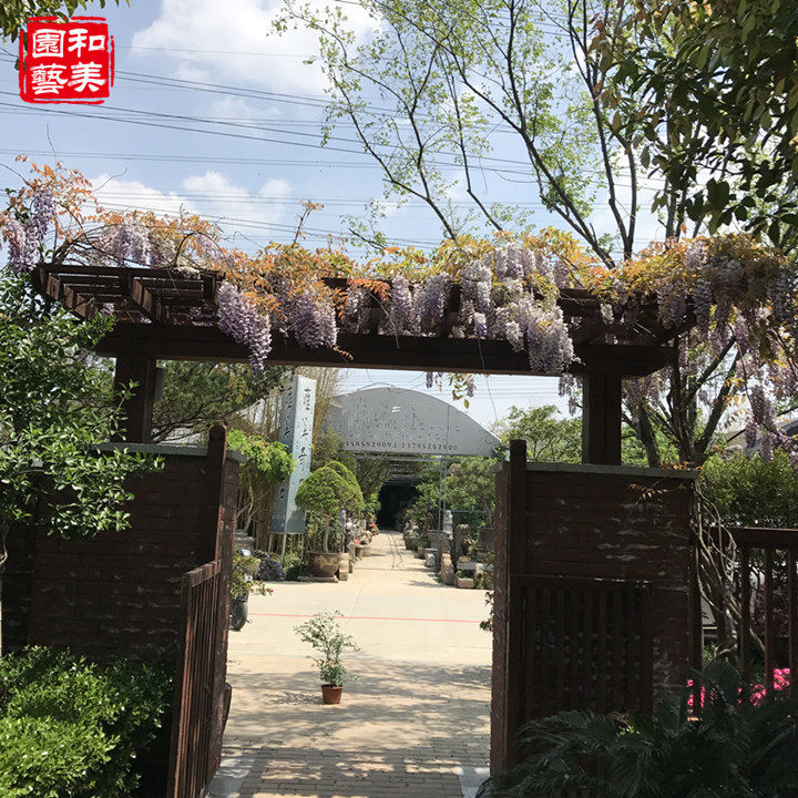 盆景庭院篱笆围墙爬藤植物