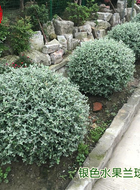 银色水果兰球 耐寒皮实多年生常绿观叶 银灰色花园花镜调色植物