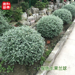 银色水果兰球 耐寒皮实多年生常绿观叶 银灰色花园花镜调色植物