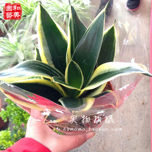 短叶金边虎尾兰 稀有【荷花兰盆栽】易养多肉植物