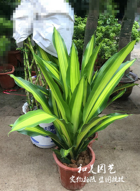 金心也门铁 青叶也门铁 巴西铁 室内中大型观叶绿植 美观易养