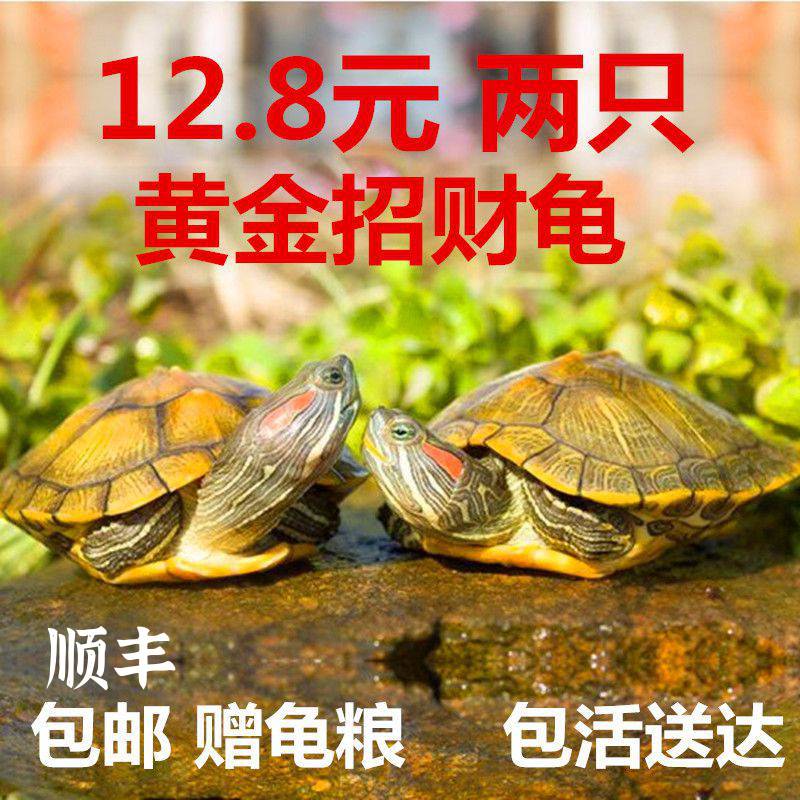 吃屎龟吃粪深水龟鱼缸混养活体乌龟活物小粪便清洁观赏金钱招财龟