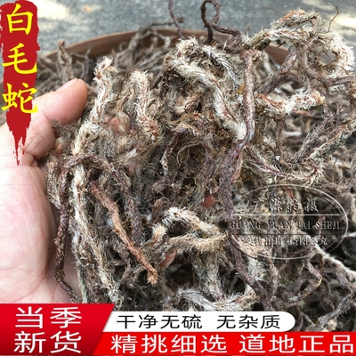 老鼠尾石蚕白毛蛇根上树蛇白毛岩蚕白毛伸筋石祈蛇岩蚕毛石蚕