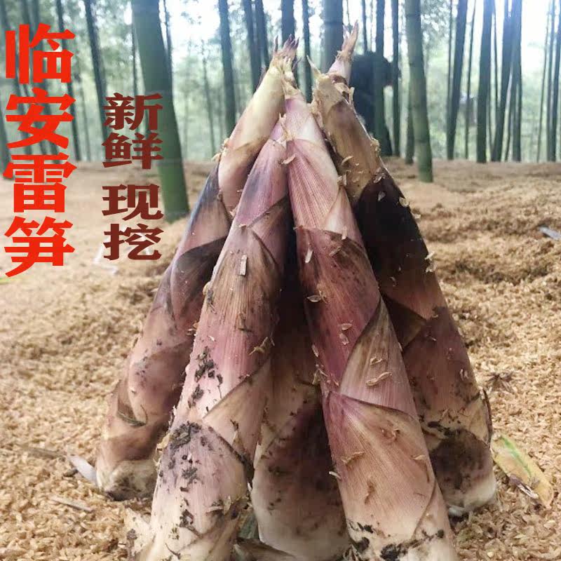 临安天目山雷笋带壳新鲜竹笋春笋现挖油焖笋腌笃鲜五斤装蔬菜包邮