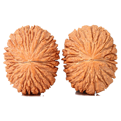 福瑞堂金丝猴头小手捻