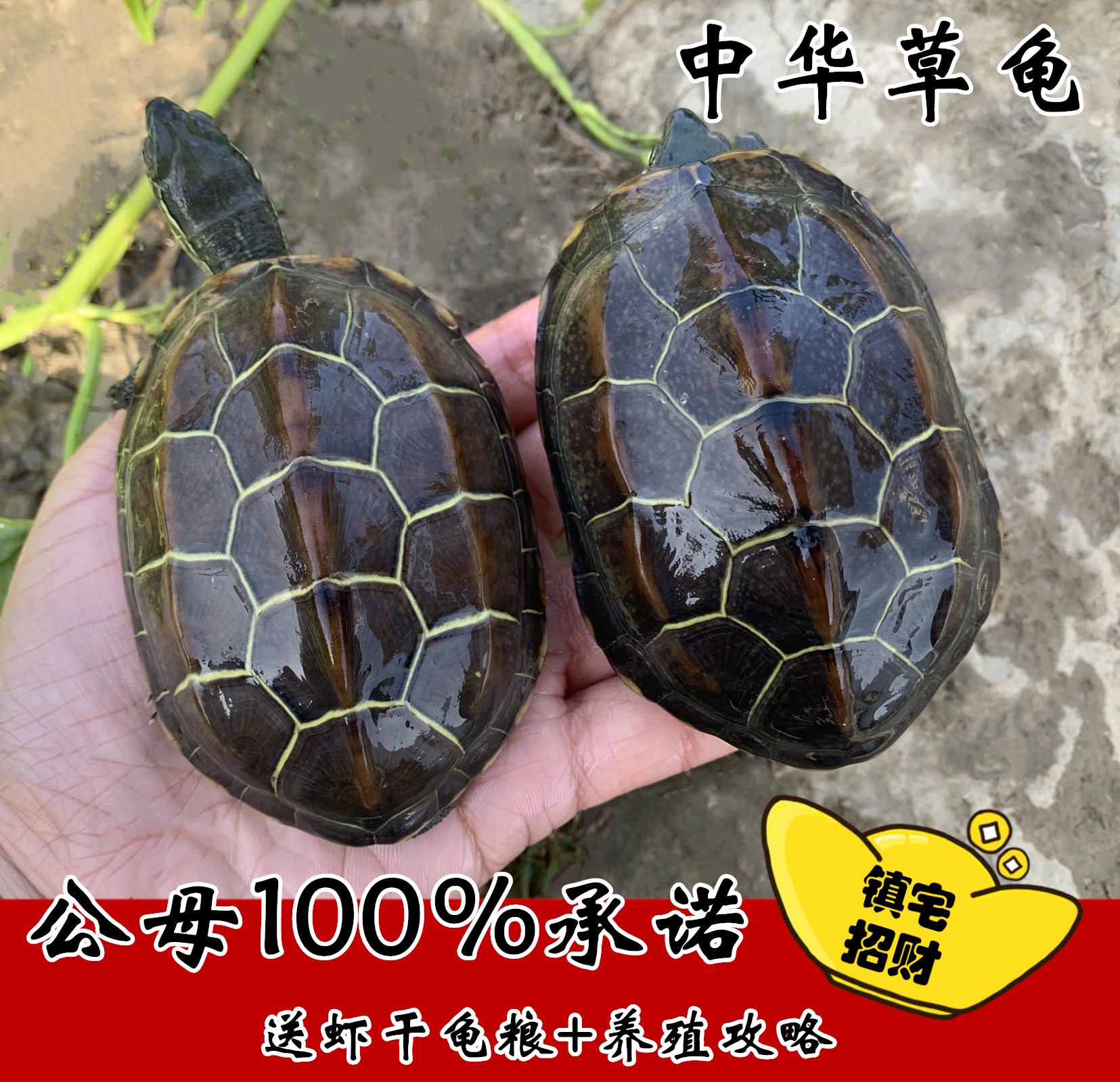 中华草龟金线龟活体龟镇宅招财龟风水土龟长寿龟水乌龟活物小乌龟