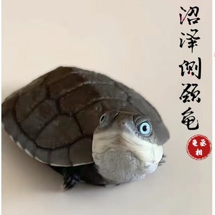 沼泽猪龟苗活体沼泽西非微笑龟侧颈龟活体西非龟苗活体深水宠物龟