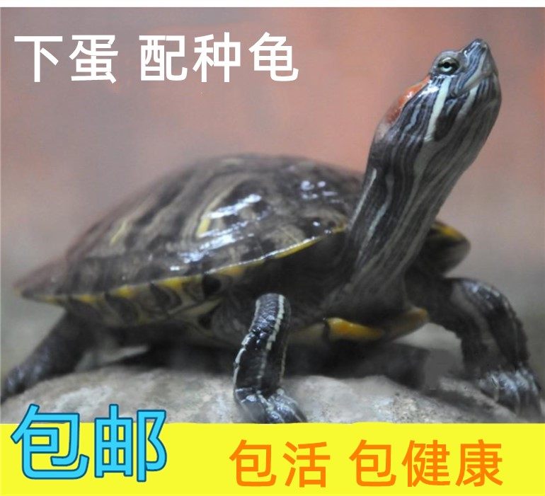 巴西红耳龟外塘龟宠物龟招财小乌龟活物活体观赏龟公母情侣深水龟,宠物/宠物食品及用品,龟/鳖,淘宝优惠券,粉丝福利购,淘宝优惠卷