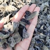 2025年小兴安岭伊春黑木耳头茬黑木耳 500克一斤可泡发13斤左右