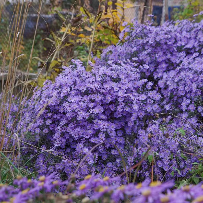 荷兰菊小卡罗紫菀多年生宿根易爆花盆栽庭院阳台花园花境耐寒花卉