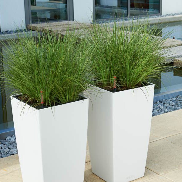 美国泛美 彩色观赏草苔草 凤凰绿多年生盆栽花卉花苗盆栽庭院窗台