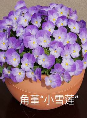 角堇阳台冬春季开花耐寒