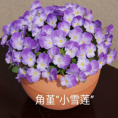 角堇阳台冬春季开花耐寒
