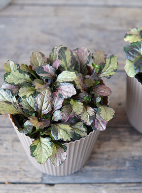 花叶 筋骨草咖啡拿铁拉花 Ajuga Latte art 盆栽 地被 新品多年生