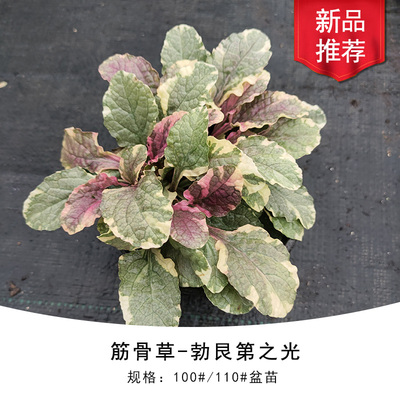 筋骨草耐寒花镜春季观叶