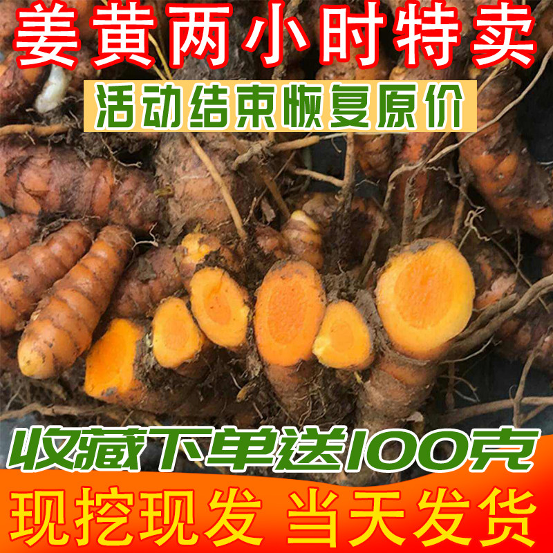 云南新鲜野生小黄姜生姜小姜黄药用食用姜咖喱染色种植种子月子姜