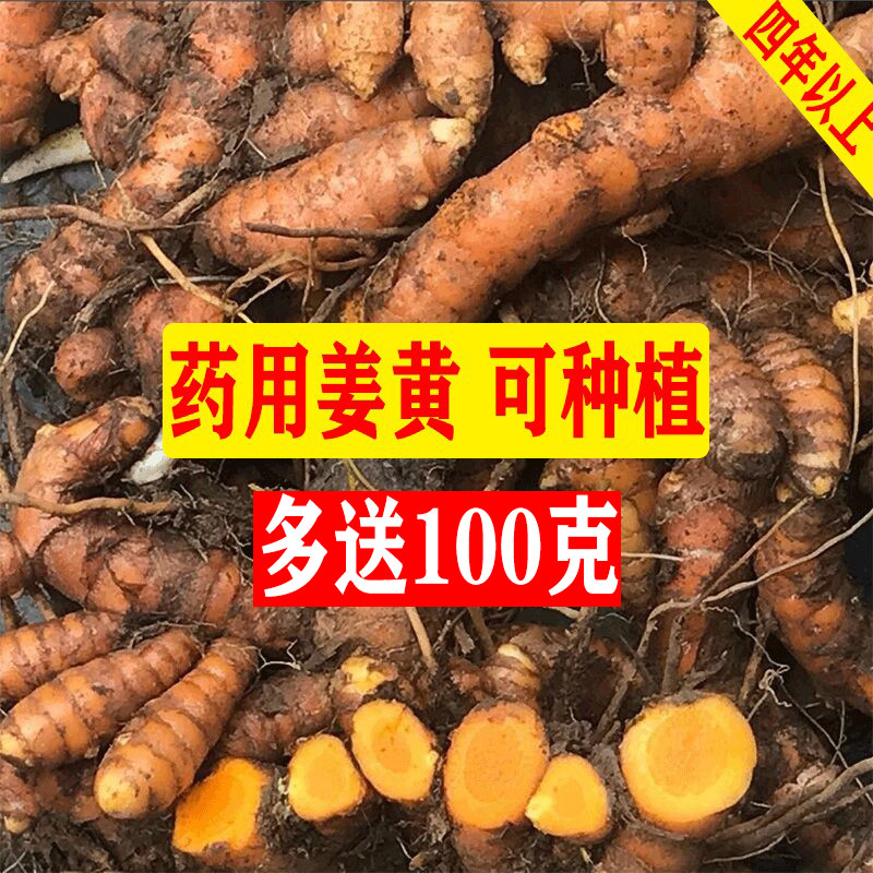 广西春姜黄野生现挖姜带芽药用入药种籽种植姜种子用植苗非秋姜黄