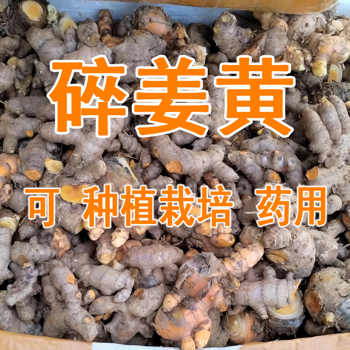 (艾灸专用)春黄姜广西姜黄老姜生姜姜母土姜 断姜边角 泡脚泡澡